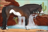 Horse Color:Buckskin Frame 