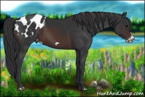 Horse Color:Brown Frame Appaloosa 
