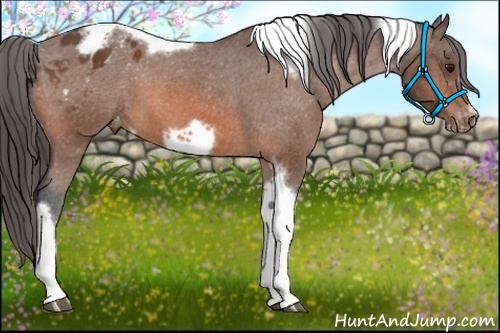 Horse Color:Bay Tobiano Frame Appaloosa 