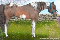 Horse Color:Bay Tobiano Frame Appaloosa