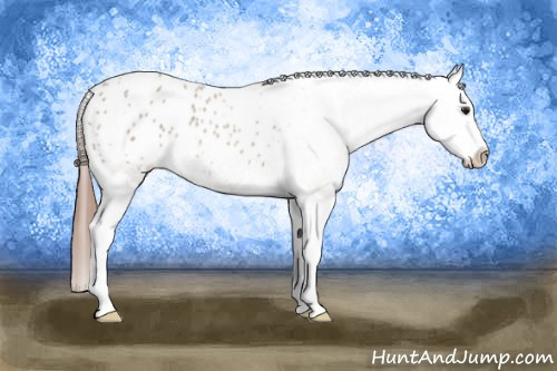Horse Color:Classic Champagne Roan Splash Appaloosa 