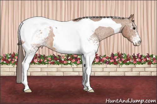 Horse Color:White Spotted Bay Tobiano Appaloosa 