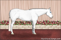 Horse Color:Gold Champagne Splash Varnish 