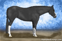Horse Color:Black Appaloosa