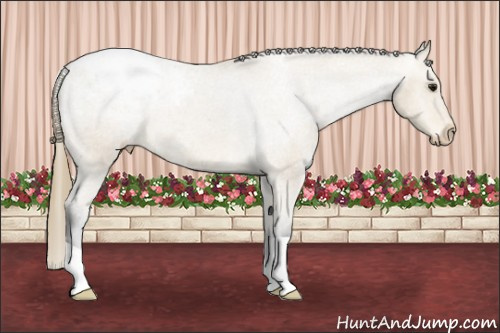 Horse Color:Buckskin Appaloosa Rabicano 