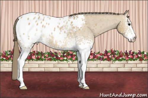 Horse Color:White Spotted Buckskin Roan Appaloosa 