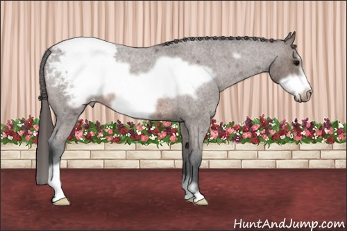 Horse Color:Brown Roan Frame Appaloosa 