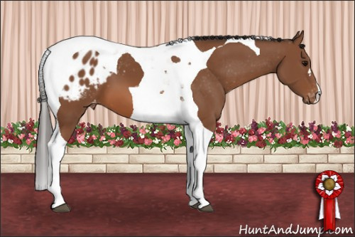 Horse Color:Bay Tobiano Appaloosa 