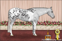 Horse Color:Buckskin Tobiano Blanket 