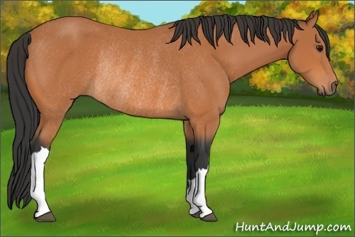 Horse Color:Bay Rabicano 