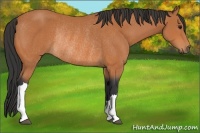Horse Color:Bay Rabicano 