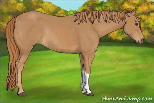 Horse Color:Chestnut Rabicano 