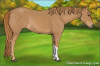 Horse Color:Chestnut Rabicano 