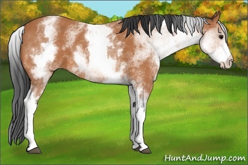 Horse Color:White Spotted Bay 