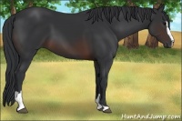Horse Color:Brown Sabino