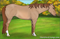 Horse Color:Unknown 