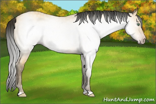 Horse Color:ERROR: UNKNOWN ANOMALY