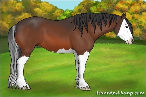 Horse Color:Bay Splash 