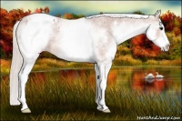 Horse Color:White Spotted Silver Bay Appaloosa 