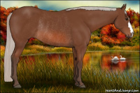 Horse Color:Silver Bay Rabicano