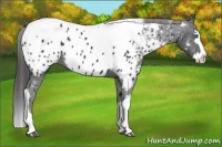 Horse Color:Black Splash Tobiano Appaloosa
