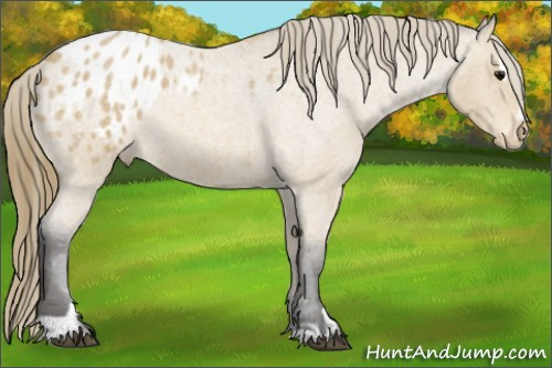 Horse Color:Buckskin Roan Sabino Blanket 