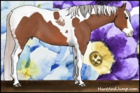 Horse Color:Silver Bay Roan Splash Tobiano 