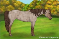 Horse Color:Liver Red Dun Roan 