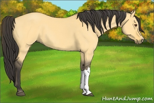 Horse Color:Buckskin Dun 