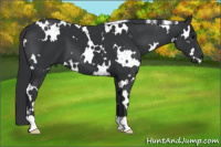 Horse Color:White Spotted Black 