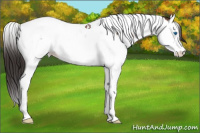Horse Color:Bay Splash Tobiano Blanket 