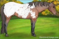 Horse Color:Brown Appaloosa 