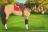 Horse Color:Buckskin Splash 