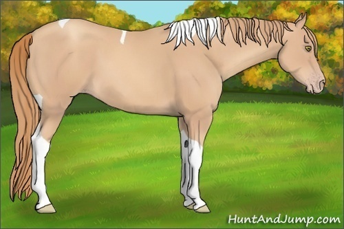 Horse Color:Gold Champagne Tobiano