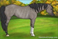 Horse Color:Grullo Rabicano 