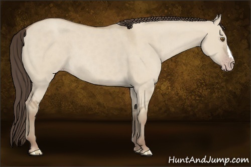 Horse Color:Classic Champagne Dun 