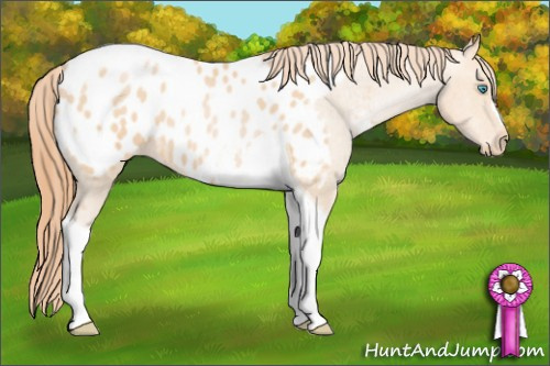 Horse Color: Buckskin Pearl Tobiano Blanket 