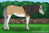 Horse Color:Buckskin Splash 