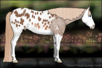 Horse Color:Liver Red Roan Splash Appaloosa