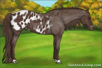 Horse Color:Liver Chestnut Appaloosa