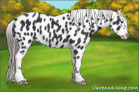Horse Color:Black Near Leopard 