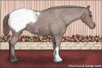 Horse Color:Bay Appaloosa