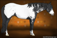 Horse Color:Black Frame Appaloosa 