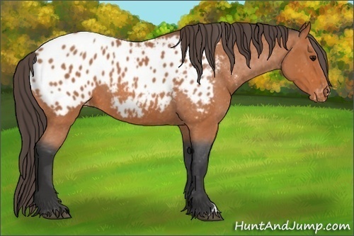 Horse Color: Bay Roan Blanket 