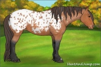 Horse Color:Bay Roan Blanket 