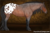 Horse Color:Brown Roan Appaloosa 
