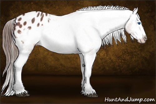 Horse Color:Bay Roan Frame Appaloosa 