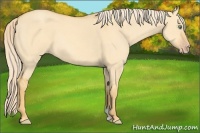 Horse Color:Gold Cream Champagne Dun 