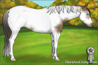 Horse Color:Buckskin Tobiano Frame 
