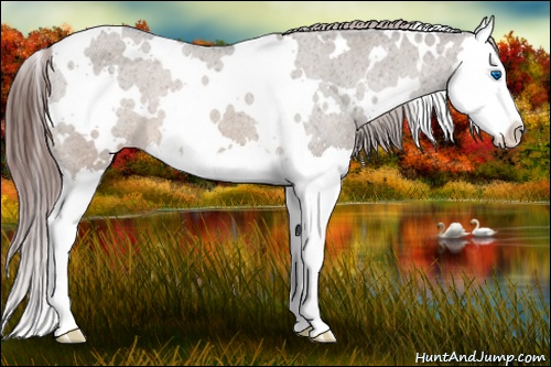 Horse Color:White Spotted Brown Dun Splash Appaloosa